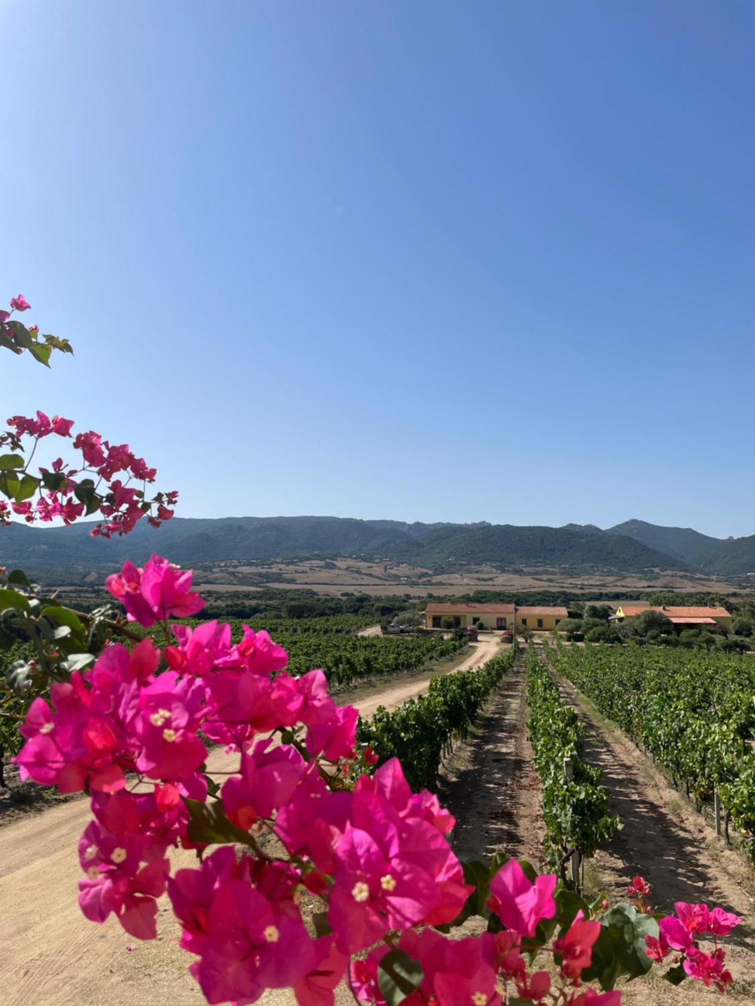 Agriturismo Campesi Casale Tra Le Vigne Aglientu Exterior photo